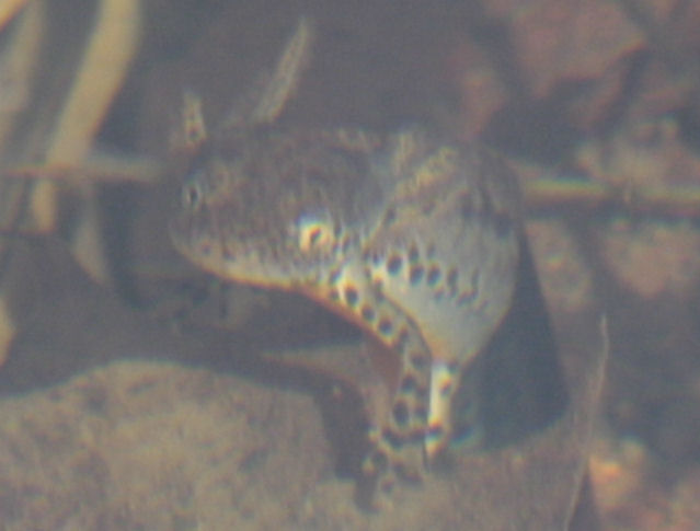 tritone alpino neotenico